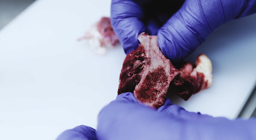 SensorX Magna meat inspection system detects bone and hard contaminants