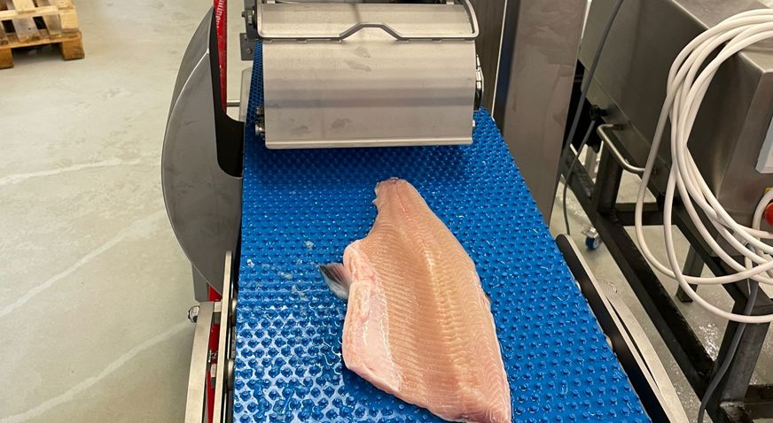 Processed fish on conveyor belt