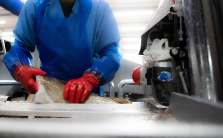 Operator Feeds Fish Into Curio Filleting Platform