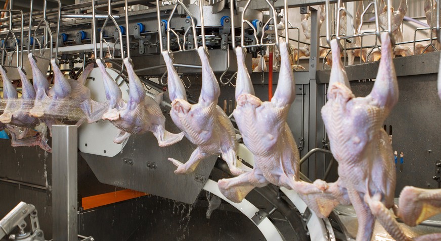 Primary Turkey Processing