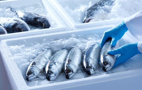 Fresh fish is packed and transported in boxes with flake ice from a MAJA flake ice machine for fish