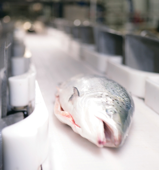 Whole Salmon Grading