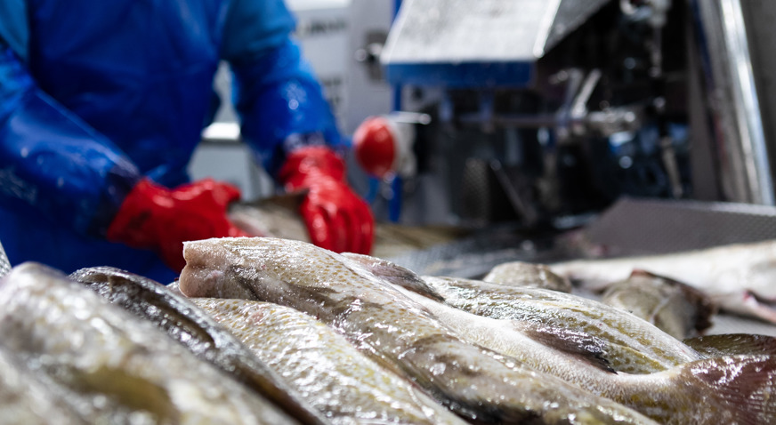 Operator feeds fish into Curio Heading machine