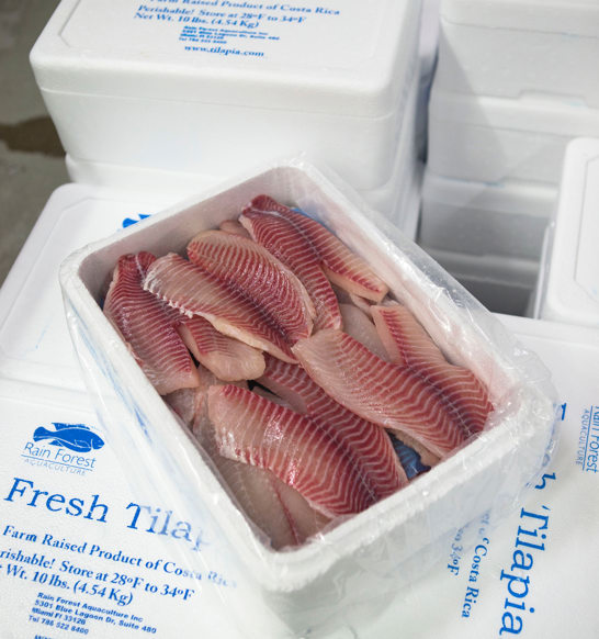 Processed Tilapia Fillets