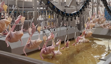 Integrated duck processing solutions