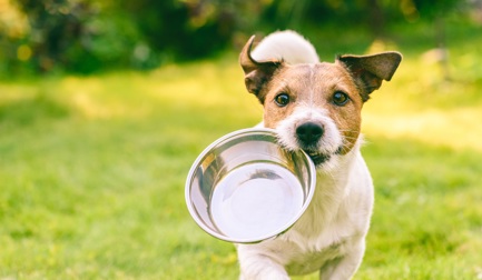 5 key trends shaping pet food industry growth