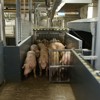 Live animal handling - Pigs