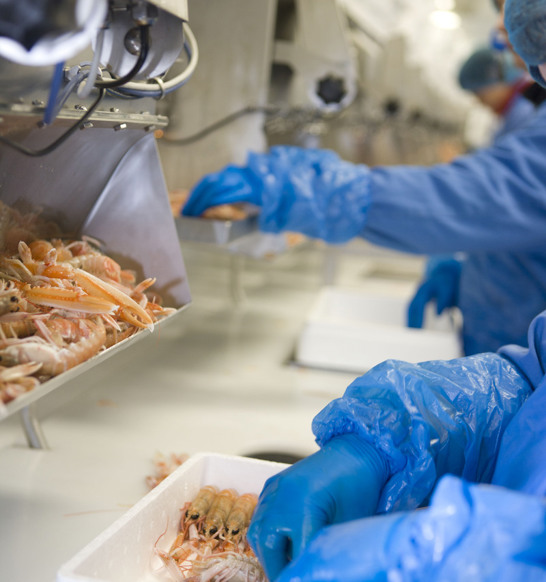 grading and batching langoustine processing