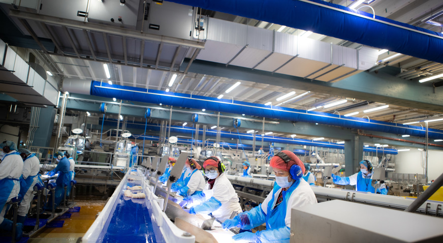 Operators inspect fillets along whitefish line