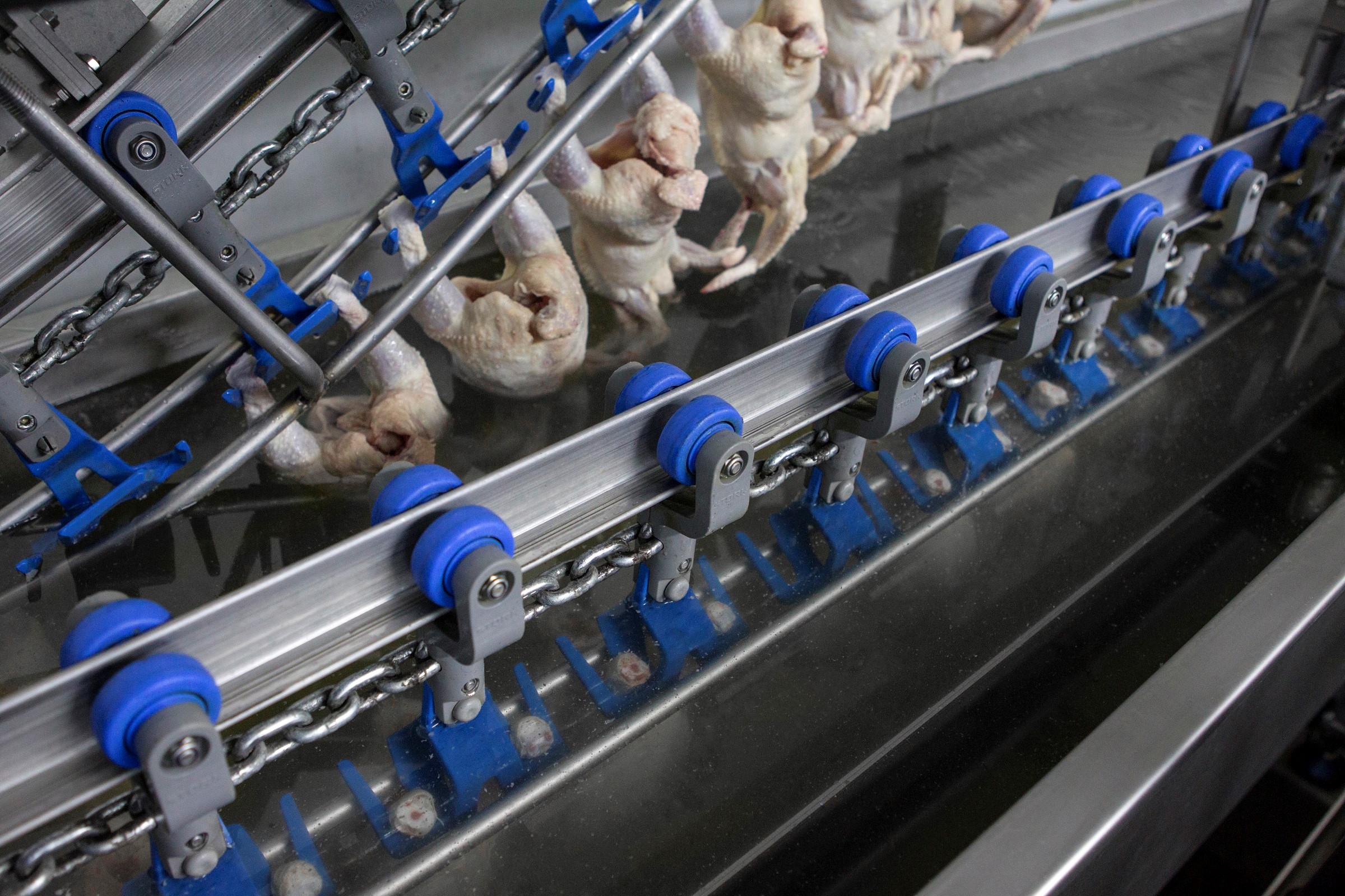 In-line Immersion Chiller poultry