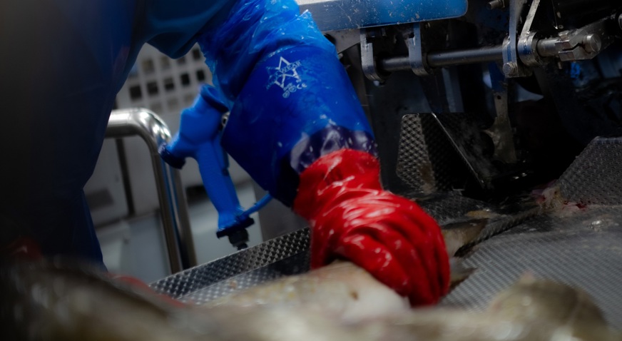 Operator feeds fish into Curio Filleting Platform