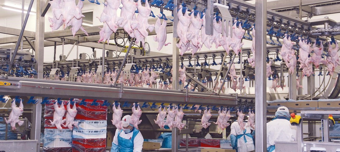 Cedrob_poultry-processing-plant-poland.jpg