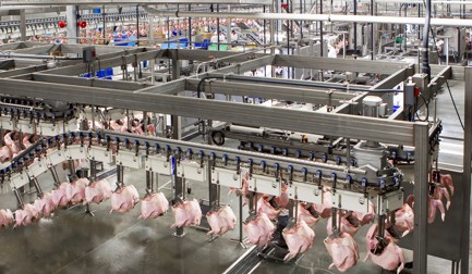 Six reasons to automate turkey processing