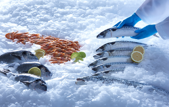 Fresh fish and seafood for retail flake ice display using flake ice from a MAJA flake ice machine for fish