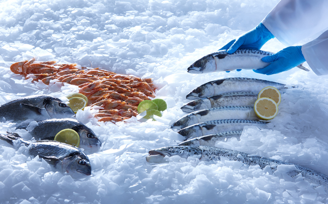 Fresh fish and seafood for retail flake ice display using flake ice from a MAJA flake ice machine for fish