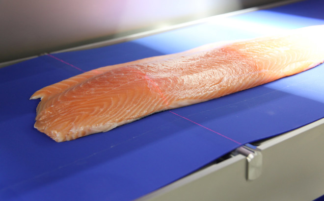 Quality control inspection salmon processing line