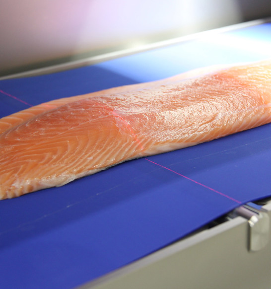 Quality control inspection salmon processing line